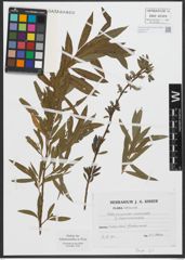 Foto von Salix purpurea L. x Salix viminalis L.